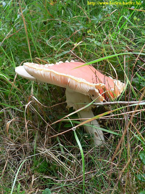 Ein Pilz
