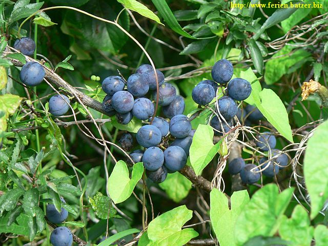 Beeren und Sträucher
