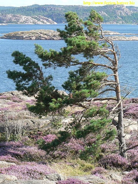 Das Meer und ein Baum. Insel Orust. Herrliche Landschaft.
